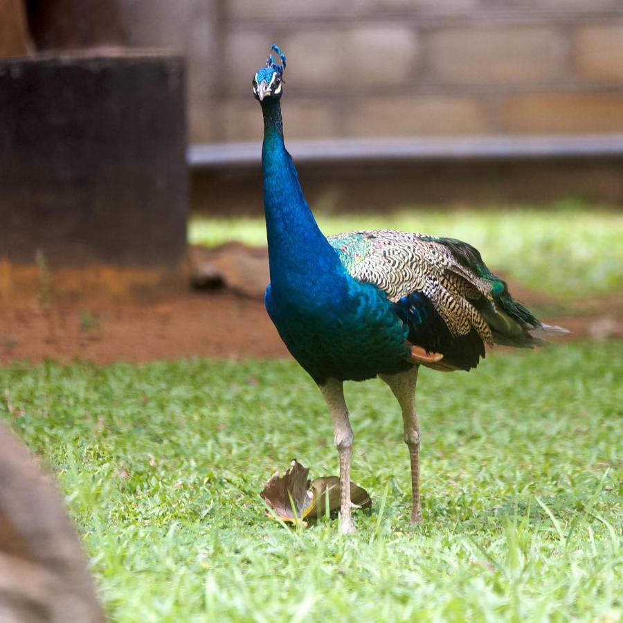 The Mastodon Valley Safari Resort Udawalawe Exterior foto