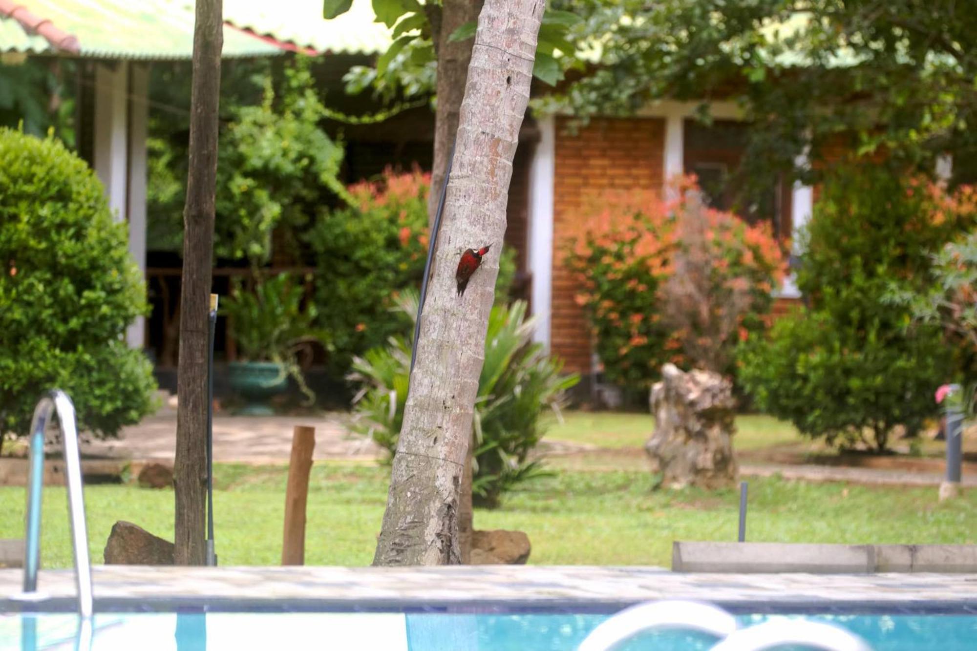 The Mastodon Valley Safari Resort Udawalawe Exterior foto