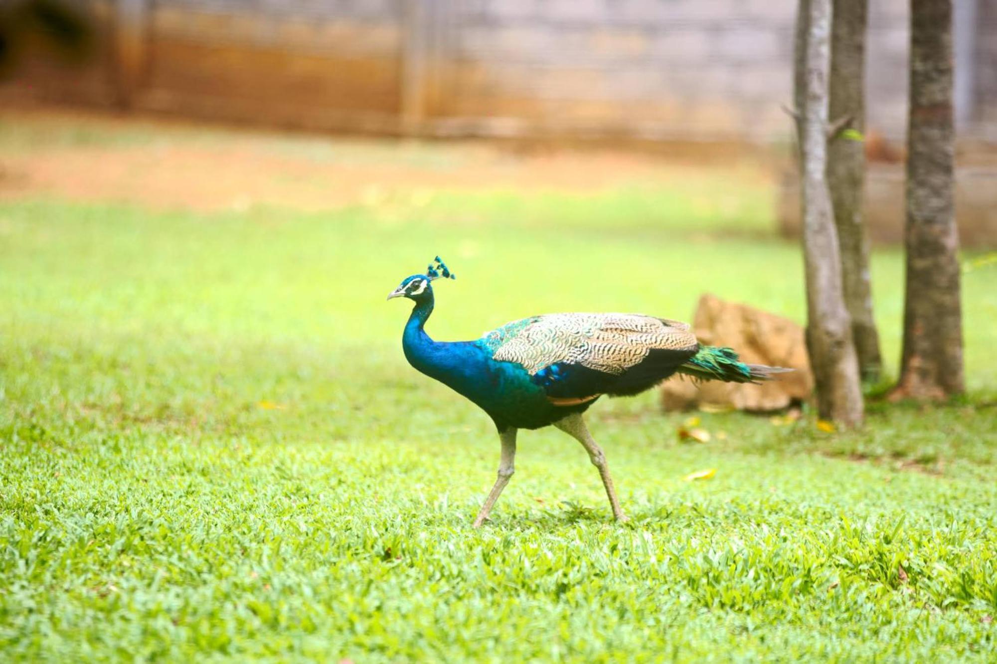 The Mastodon Valley Safari Resort Udawalawe Exterior foto