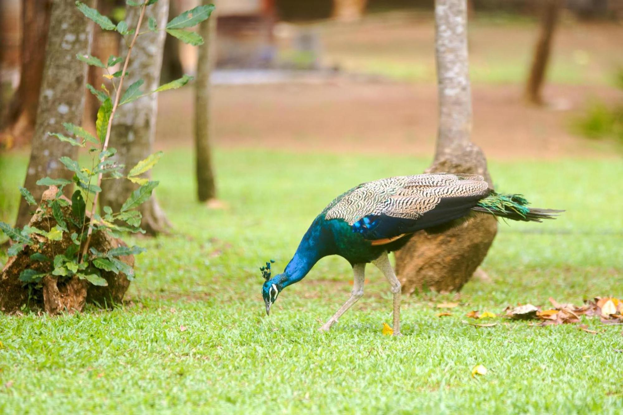 The Mastodon Valley Safari Resort Udawalawe Exterior foto